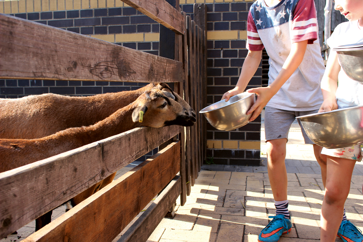 Zwei Kinder füttern Schafe auf der Jugendfarm Moritzhof